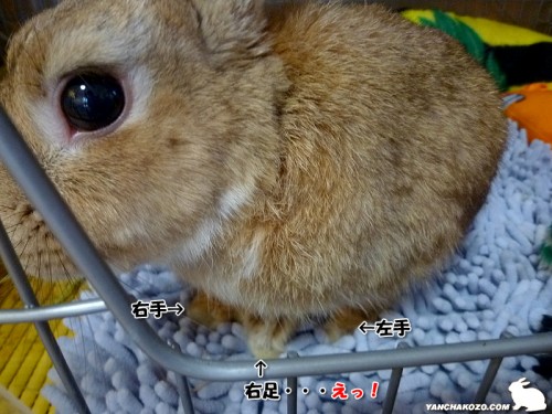 足が不思議だぞ