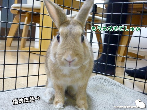 もう大丈夫でしゅぉ
