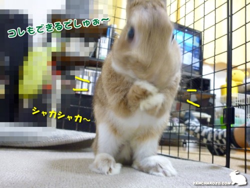顔も洗えるでしゅぉ