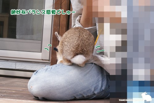 乗っかるでしゅぉ