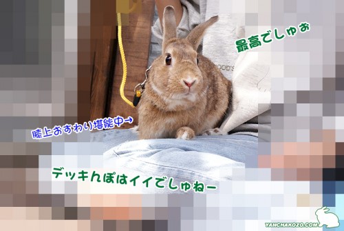 デッキんぽ最高でしゅぉ