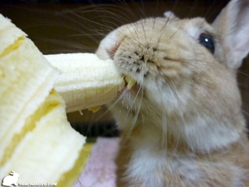 バナナガジガジ