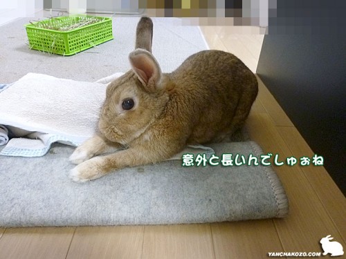 意外と長い手