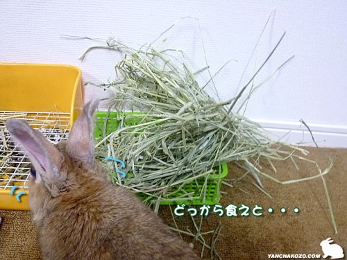 どっから食えと・・・