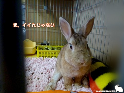 イイんじゃない