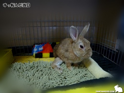 ケージ内応急措置