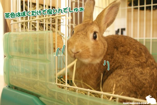 茶色はぼくだけ