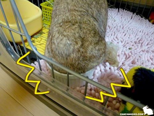 カップうさぎ