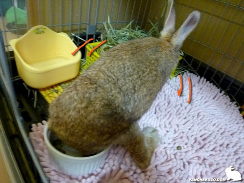 身を乗り出して食べる