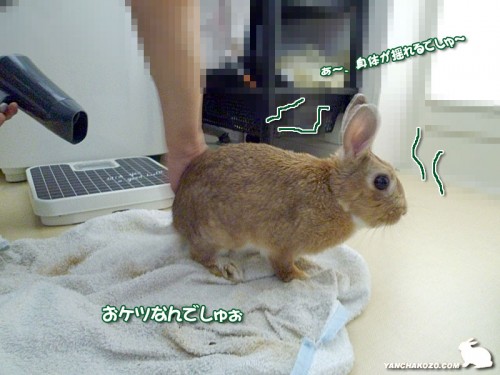 おケツでしゅぉ
