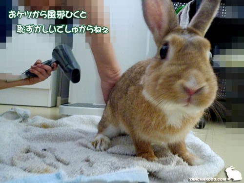 おケツが風邪を