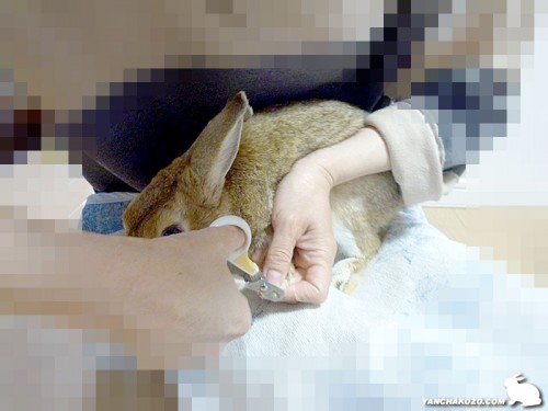 爪切り
