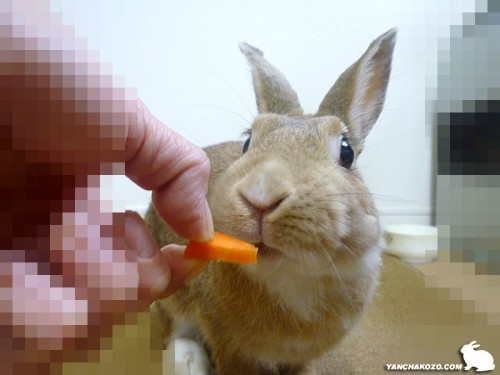 にんじんパクッ