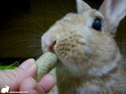 ガウガウ食べます