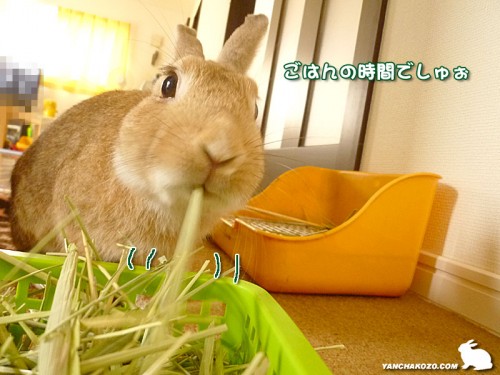 うさぎのご飯
