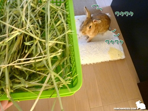 ワクワク待つ