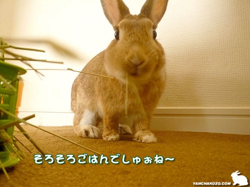 ご飯でしゅぉね