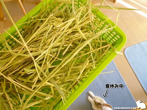 お待ち~!