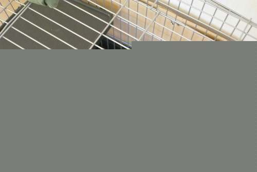 ごろ寝うさぎ