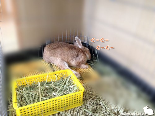 崩れ落ちたうさぎ