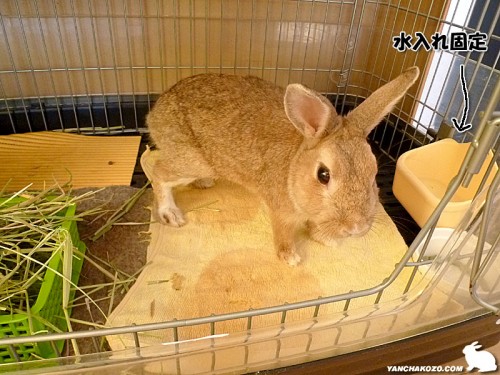 給水器要らない