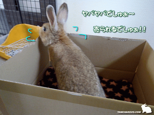 売られるでしゅ～