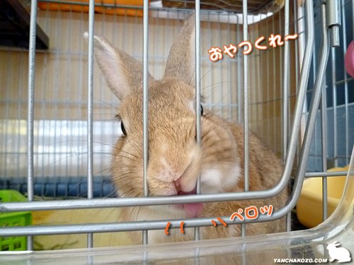 おやつくれ～