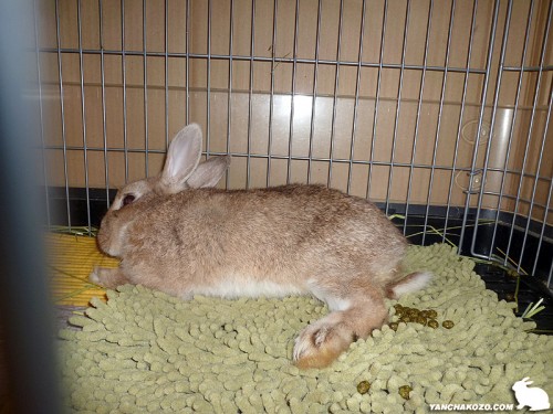 ちょこっぺ昼寝