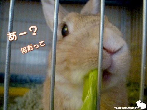 何だって
