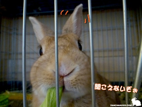 聞こえないぞ