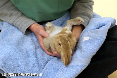 choco斜頚振眼治る