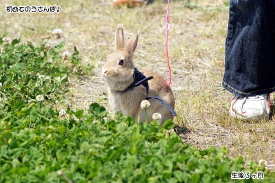 choco初めてのうさんぽ