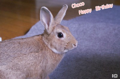choco Ｈａｐｐｙ Ｂｉｒｔｈｄａｙ