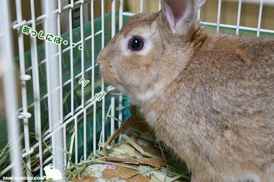 chocoあっしには・・・