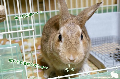 chocoあっしには・・・2