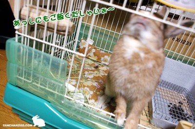 chocoご飯くだしゃいぉ