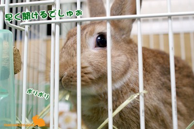 早く開けるでしゅぉ