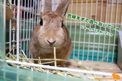 危険すぎでしゅ～