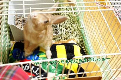 chocoやっぱり上が・・・