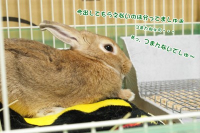 chocoつまんねぇ