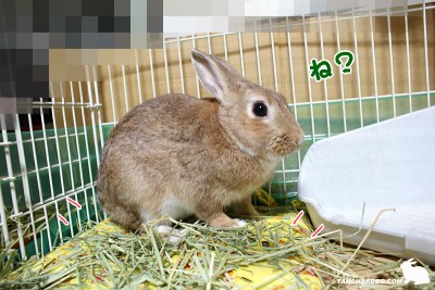 ね？