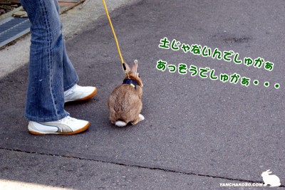 土じゃない・・・