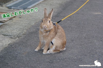 満足したでしゅか？