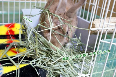 choco牧草に頭を突っ込む