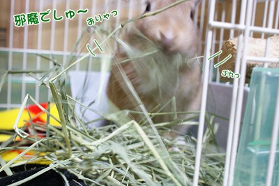 choco牧草邪魔でしゅ