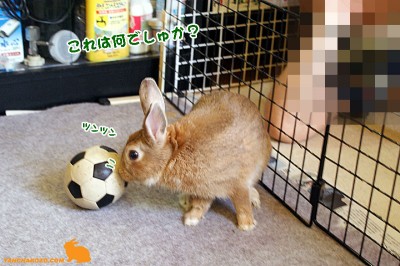 なんでしゅか？