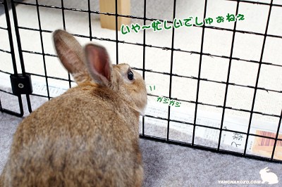 ちょこっぺ忙しいでしゅぉ