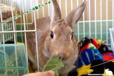 chocoそこ鼻 chocoそこ鼻