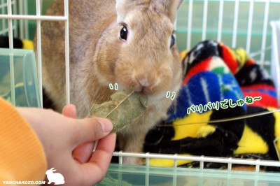 chocoおいしいでしゅ chocoおいしいでしゅ