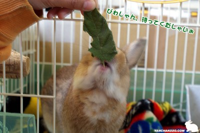 choco待つでしゅ choco待つでしゅ